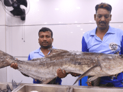 The Hubli Fish Market, Ganesh Peth (With Photos) BHK fish mall Ganesh peth Hubli
