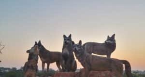 Hubli Tourist Places: 7 Must-Visit Tourist Spots Near Hubli Tolankere Hubli